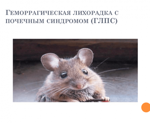 ПАМЯТКА по геморрагической лихорадке с почечным синдромом ПАМЯТКА по геморрагической лихорадке с почечным синдромом